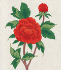 Peony Colouring Kit