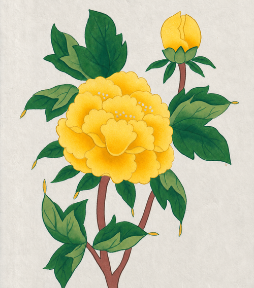 Peony Colouring Kit